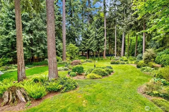 Beautiful evergreens, tall fir trees, ferns & perennials in this lush garden. Fully fenced!