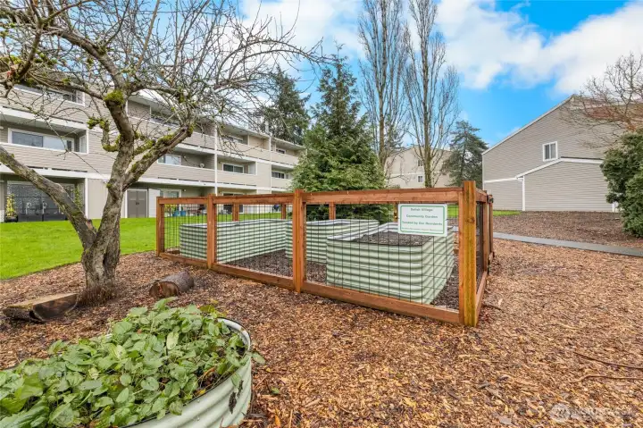 Community garden and apple tree available to all residents