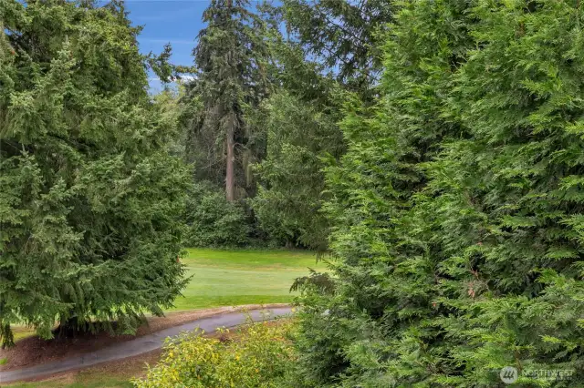 Views of the evergreens