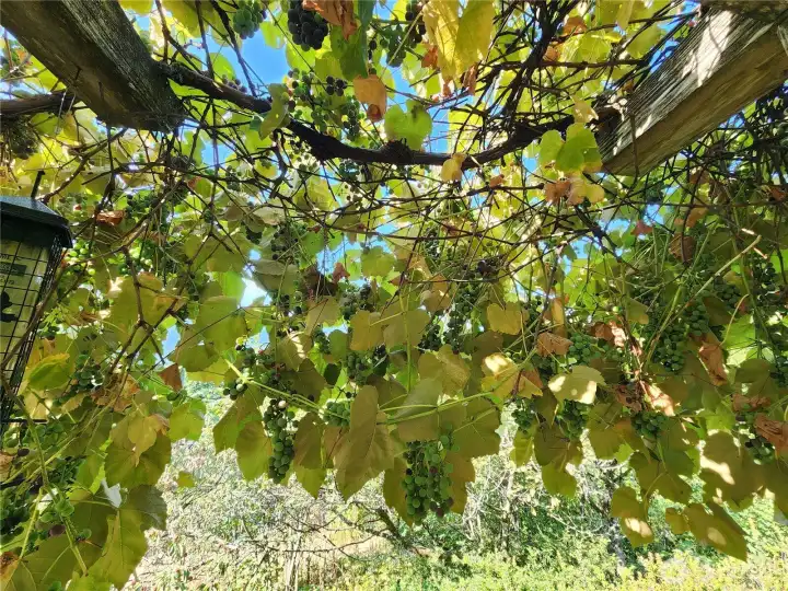 grapes right off the deck