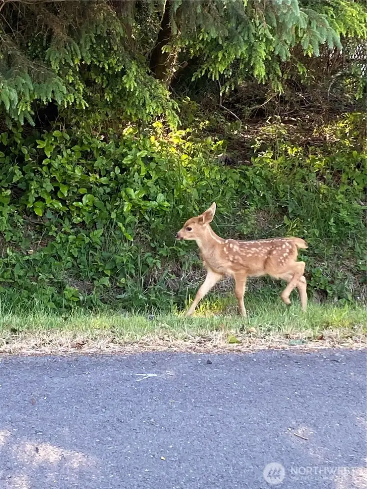 Local wildlife abounds