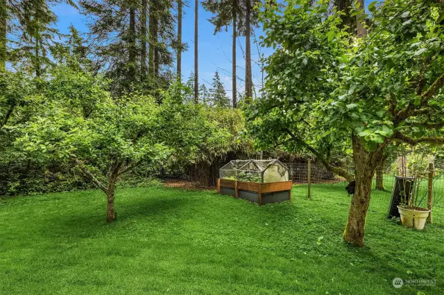 Flat yard with mature fruit trees