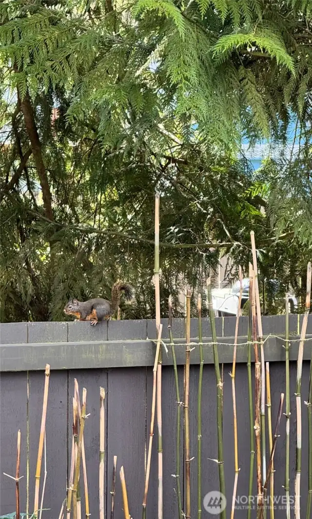 Wildlife