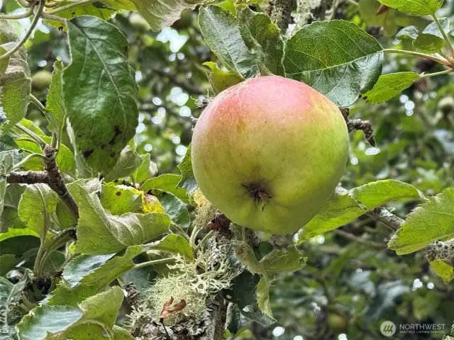 Fruit trees - Natural refreshment