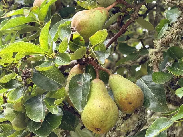 Fruit trees - Natural refreshment