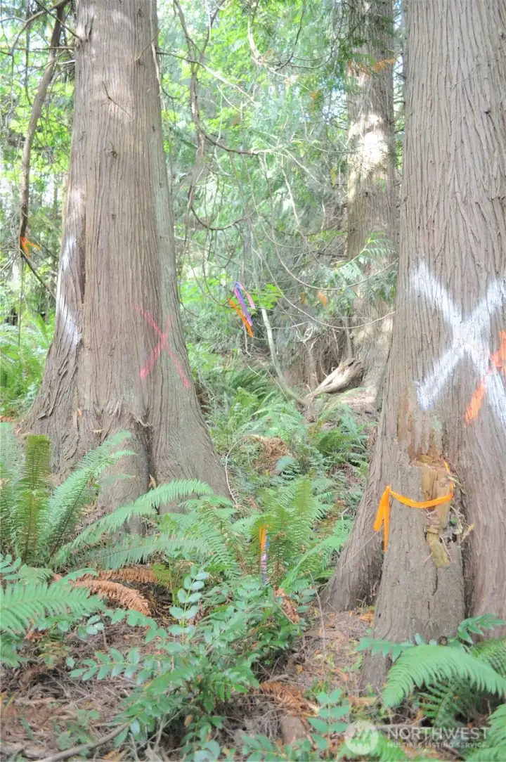 Property stake in tree