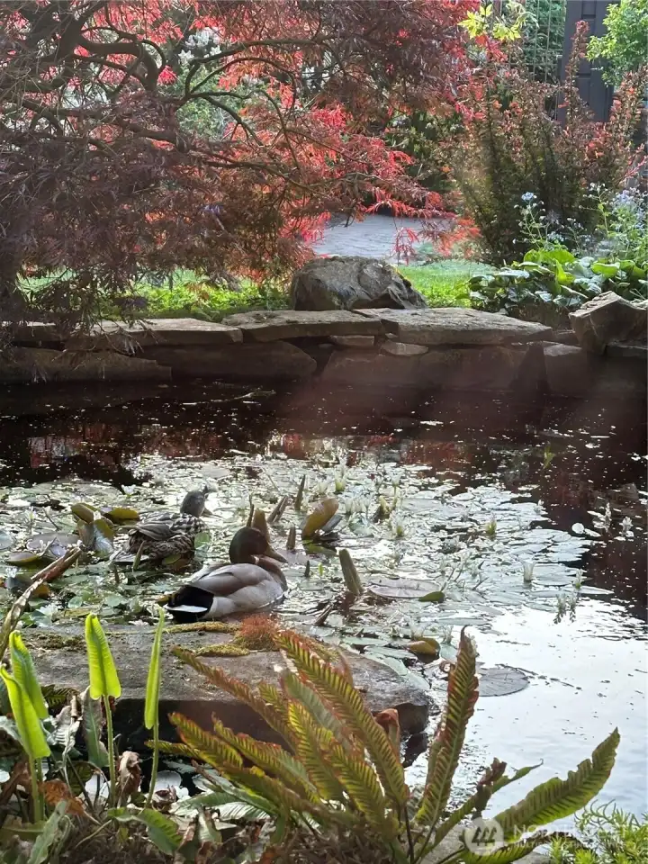 Migrating ducks enjoying the pond
