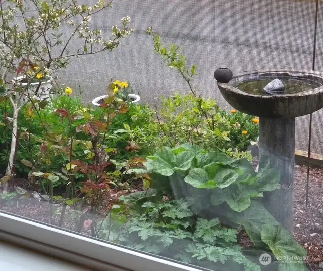 Relax in your living room while watching birds gather at the birdbath just outside your window.