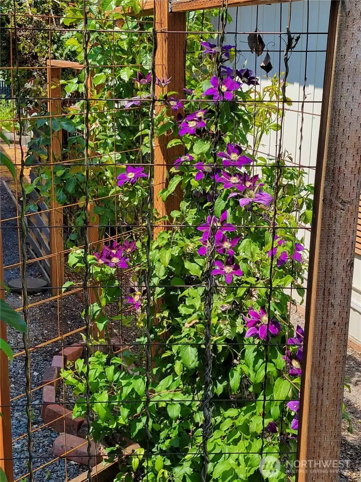 The climbing clematis brings a burst of color each spring and summer, creating a cheerful, garden-inspired welcome for guests. The climbing clematis brings a burst of color each spring and summer, creating a cheerful, garden-inspired welcome for guests.