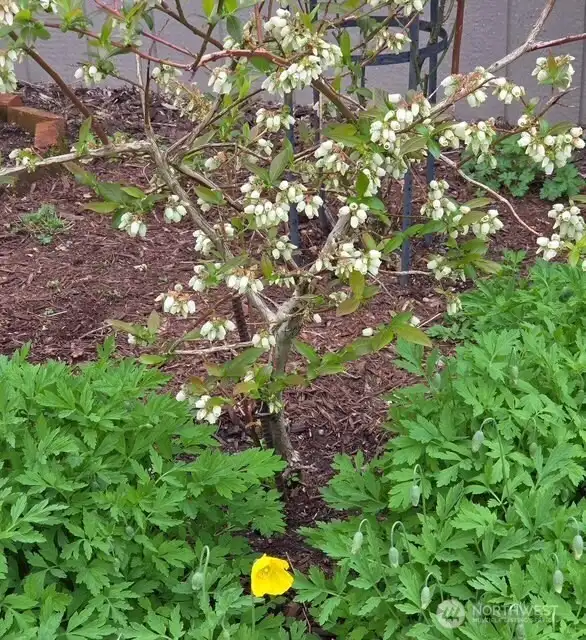 Enjoy fresh summer blueberries from the blossoming bush just steps from your door.