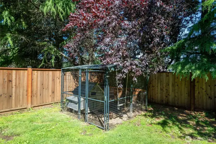 Chicken Coop