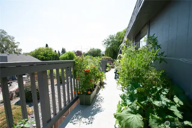 Huge Entertaining Deck