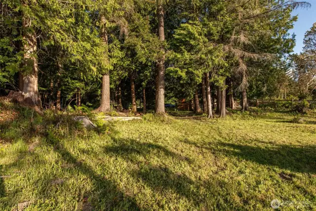 Clearing Near the Bluff