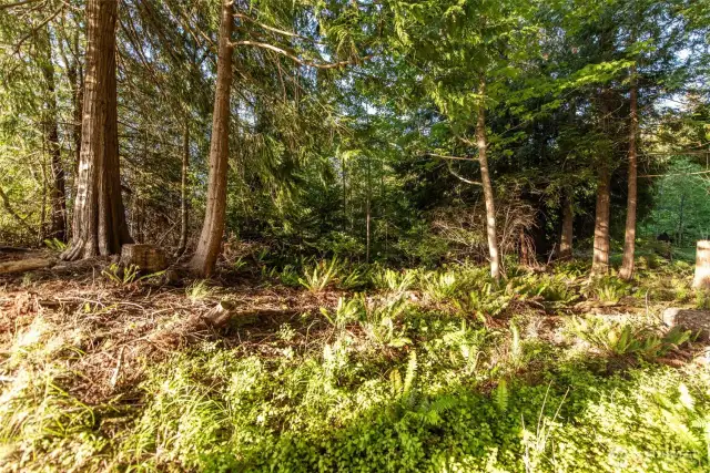 Evergreens Reserved for Privacy