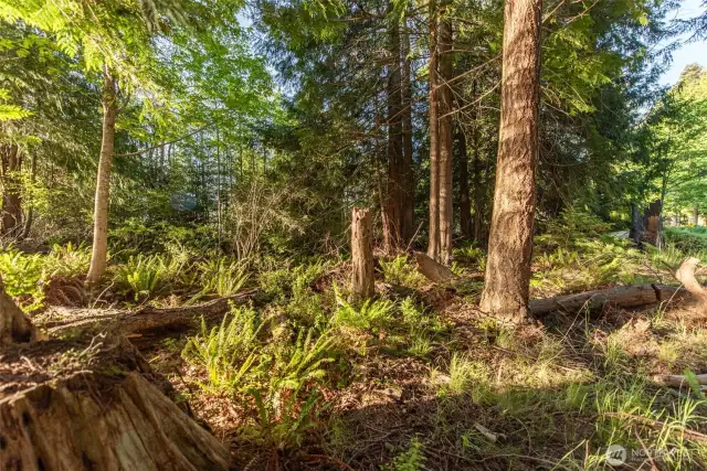 Lush Ferns and Evergreens dot the Landscape