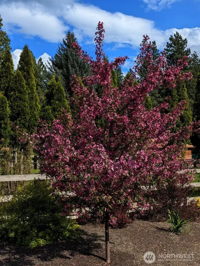 Beautiful flowering crap apple tree.