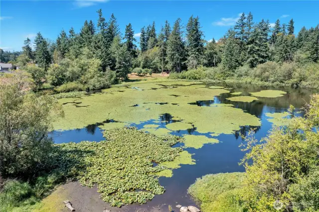 Tranquil Pond at back border of parcel.