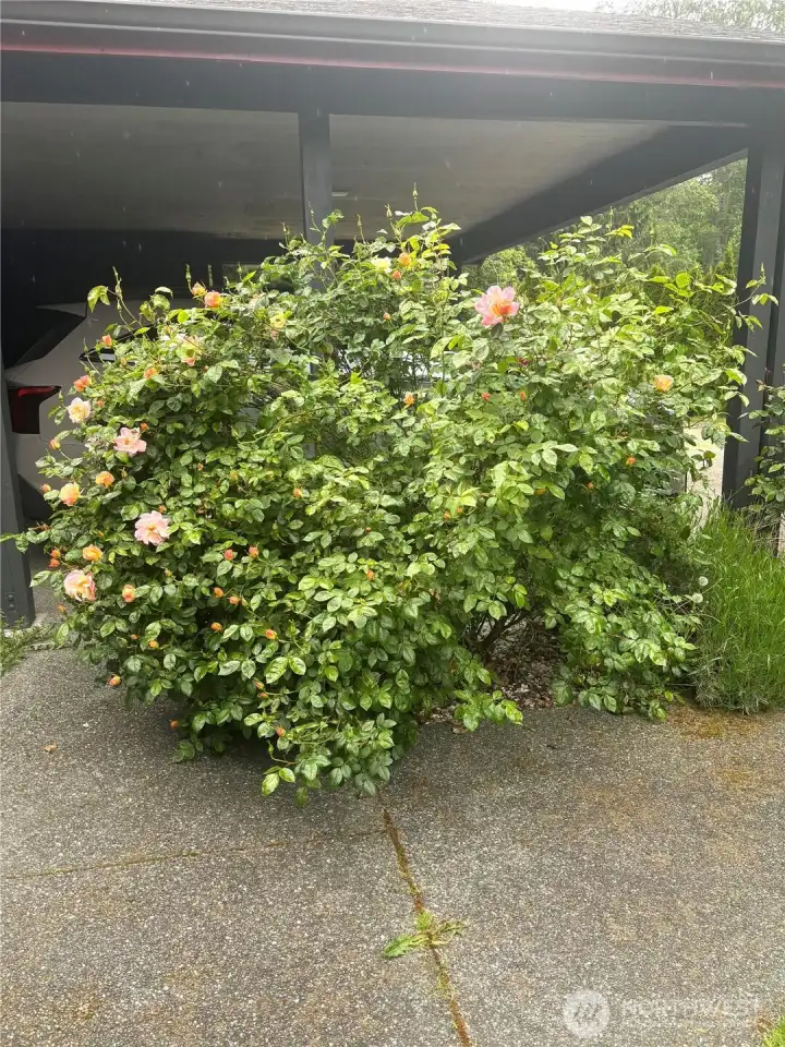 Rose bush