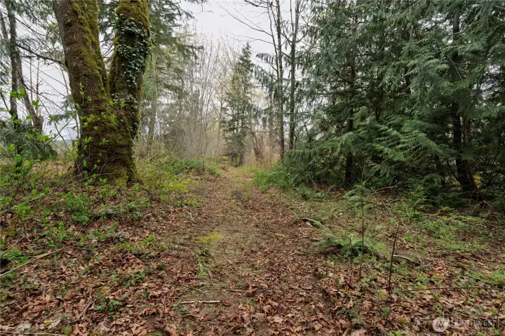 Wooded trail runs alongside the river's edge.