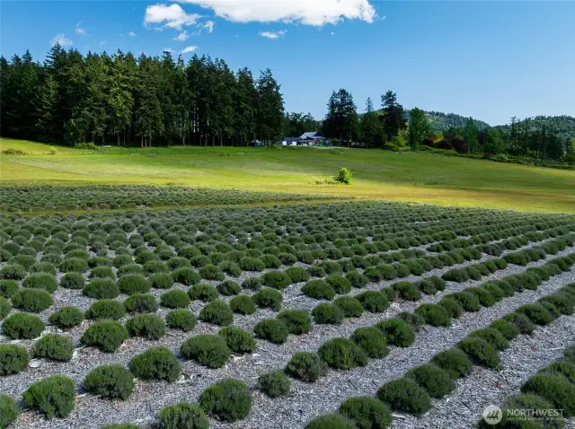 Lavender as far as the eye can see!