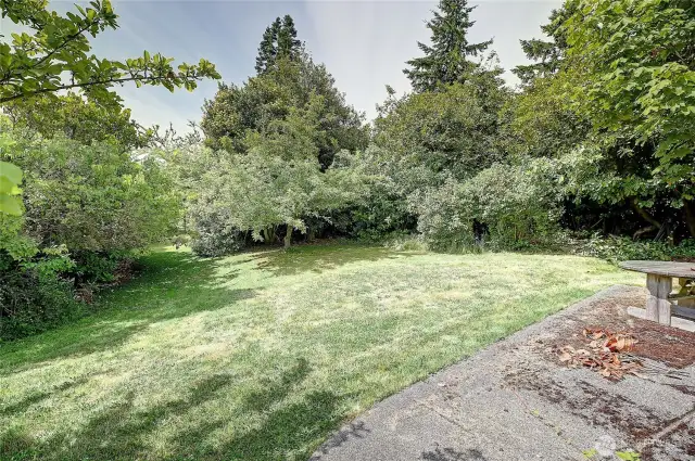 Apple, yellow plum & walnut trees!