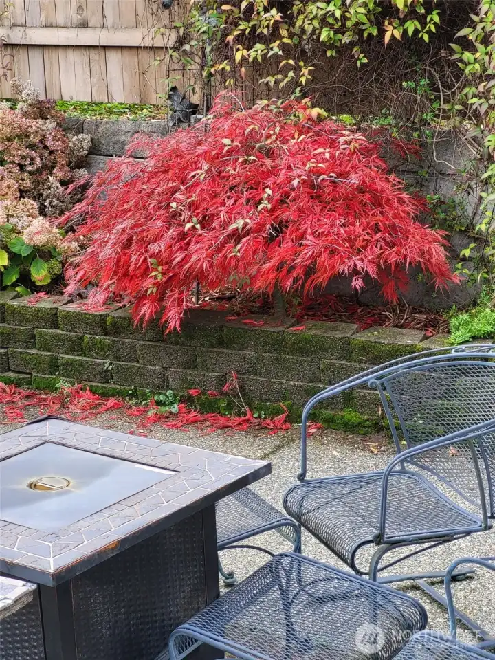 Landscaping in bloom