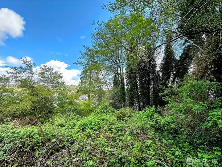 Looking East from the flat, middle part of the lot.