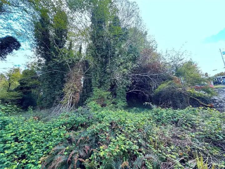 Looking uphill to the West. Mostly underbrush to be cleared.