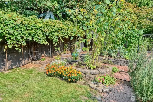 Grape Vines surround the garden areas.