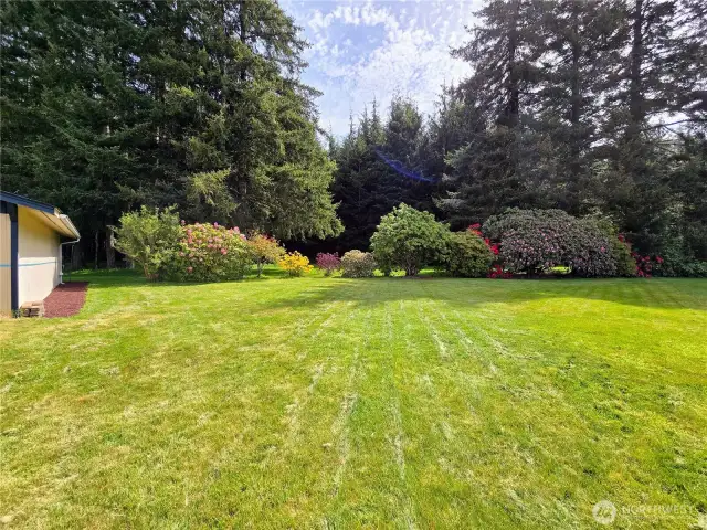 Front yard