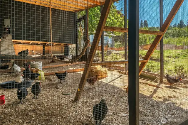 Fantastic new chicken coop.