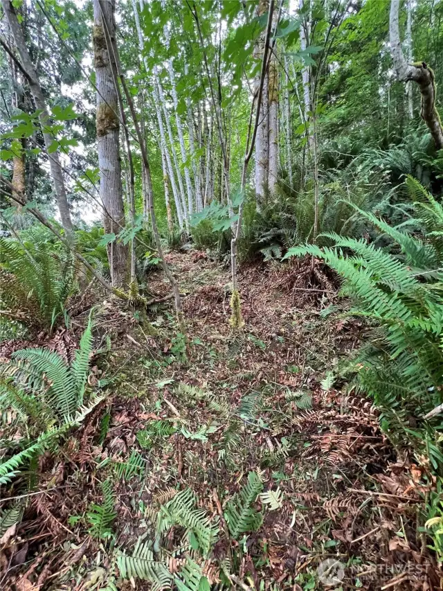 Trail has been cut in to the hillside