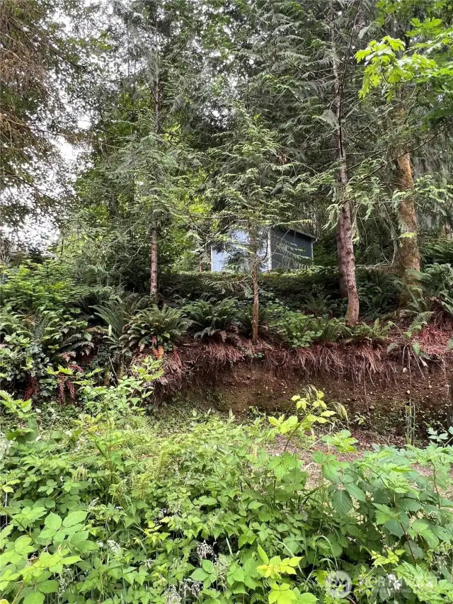 Lots more room to clear out the trees