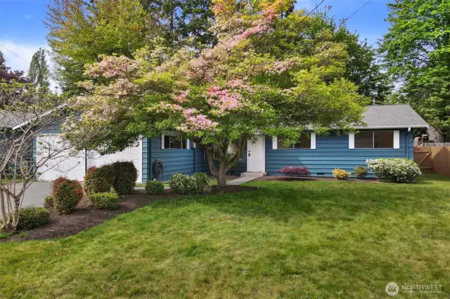 What a gorgeous tree--in all of its' Springtime Glory!