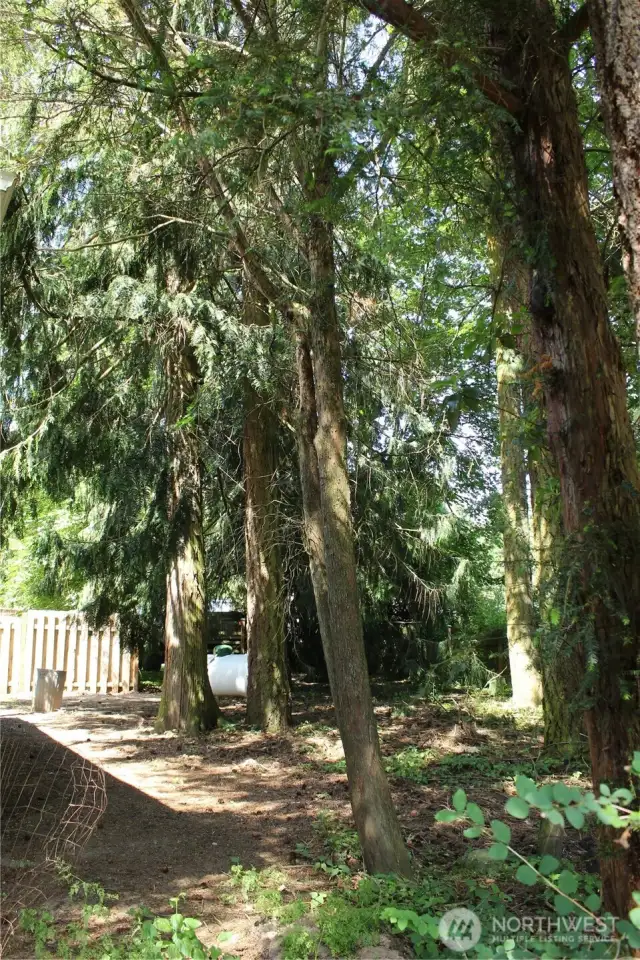 Fenced yard with large cedar trees