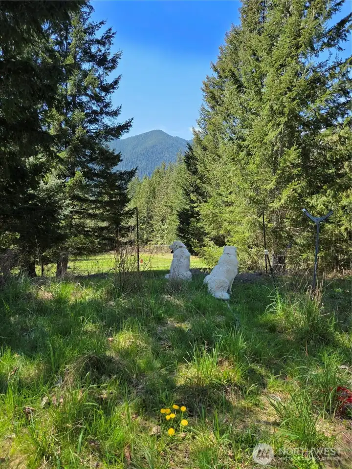 Beautiful views, fenced areas, perfect for animals. Summertime