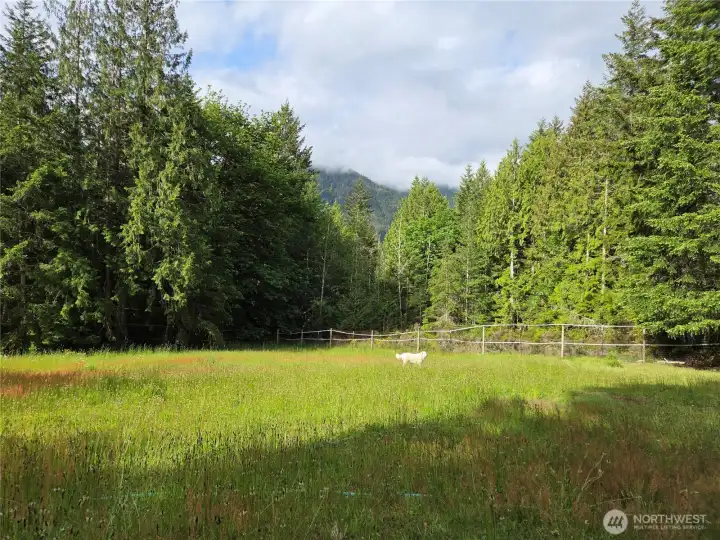Pasture in the spring