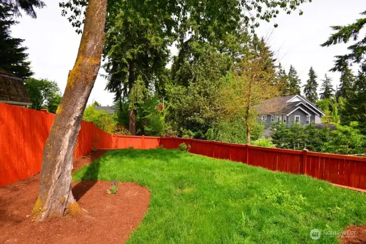 Back Yard Picture.