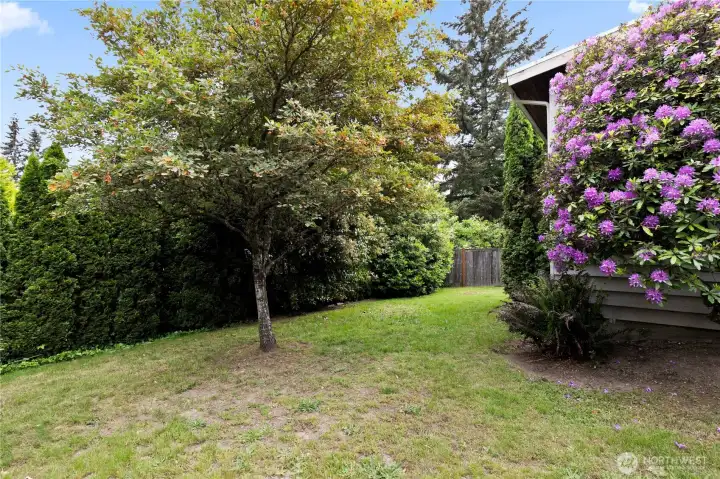 Another view of the back yard and its foliage. Another view of the back yard and its foliage.