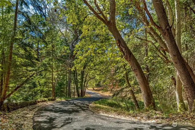 Beautiful Madronas and other deciduous and evergreens on the property