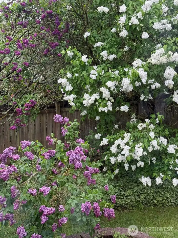 Lilacs in bloom.