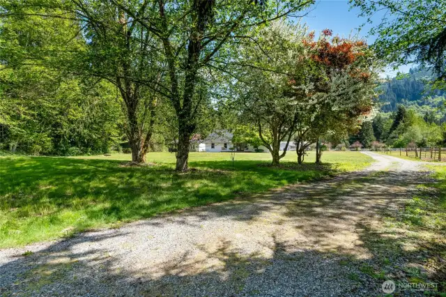 A view under the shade trees of the rear yard from the shop.