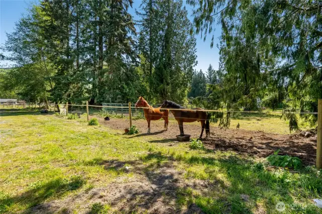 Your horses will love it here.  Options for trail riding include: Centennial Trail, Harvey Creek Loop, and Pilchuck Tree Farm are all popular choices. Riding clubs and equestrian centers also in the area.