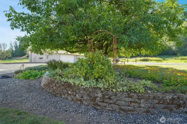 Walnut tree perfect for shade!