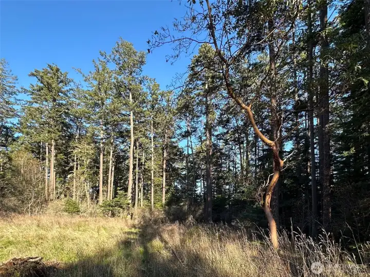 Forested landscape showcasing the natural beauty of San Juan Island, providing privacy and a perfect canvas for your custom island retreat.