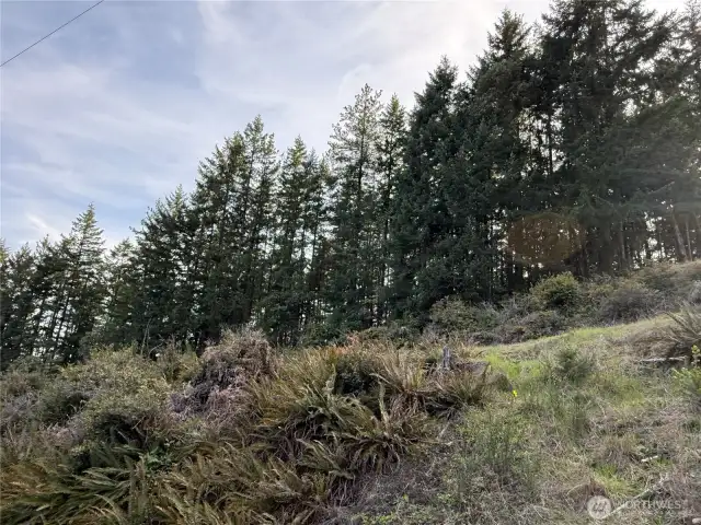 Looking towards the wooded area of the property that would be a good building site. Set back a ways from the power lines you should still have a nice Cascade Man view