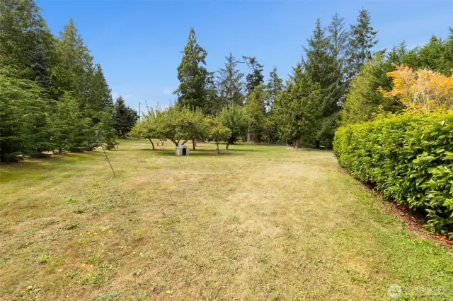 Yard and Apple Trees.