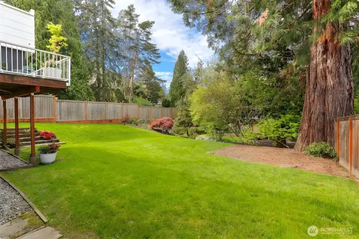 Fully fenced beautiful green grassy yard