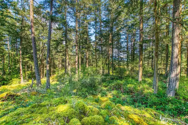 Turtleback through the trees. Take a hike through the mossy rock knolls and discover the beauty around you. Then pinch yourself to confirm you are not dreaming!