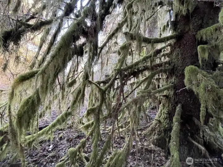 Your own Hall of Mosses